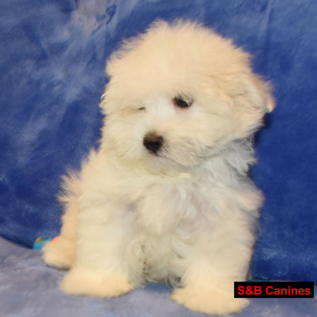 Puppy Image
